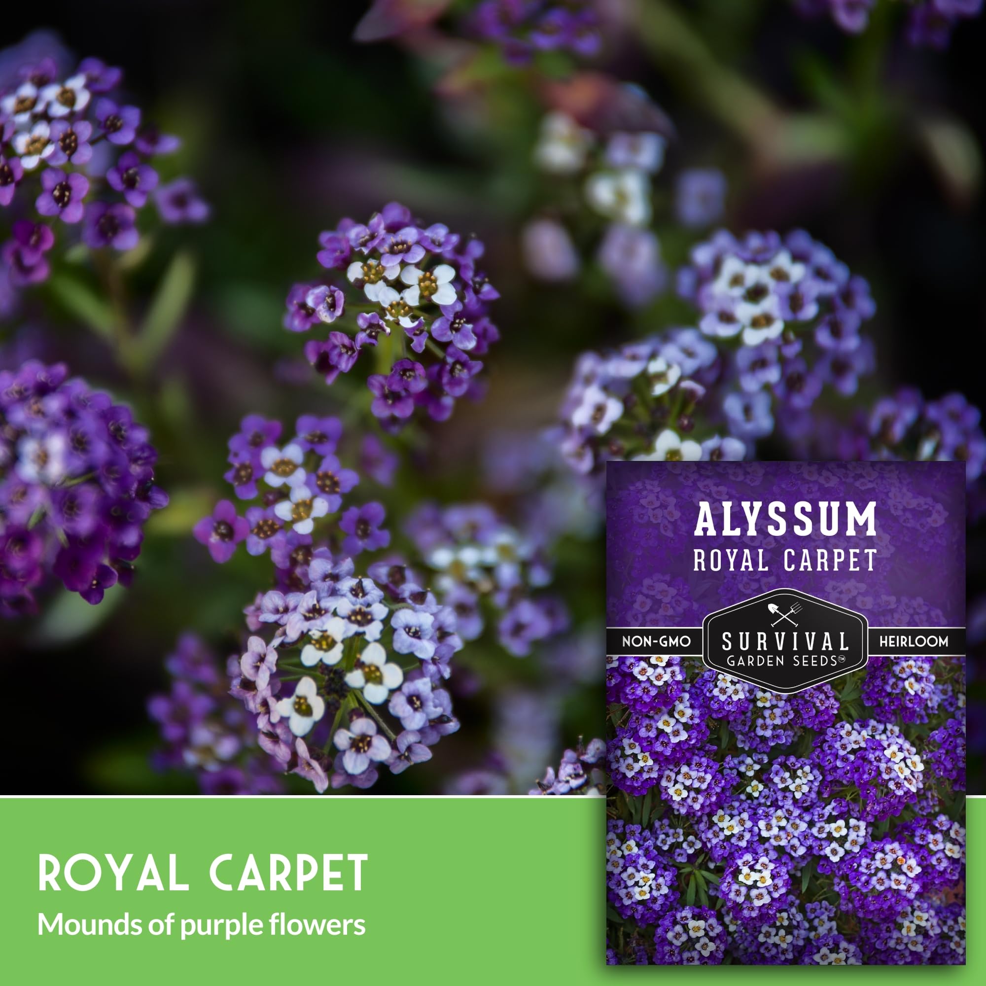 Survival Garden Seeds perennial alyssum grounds cover for long-lasting color.