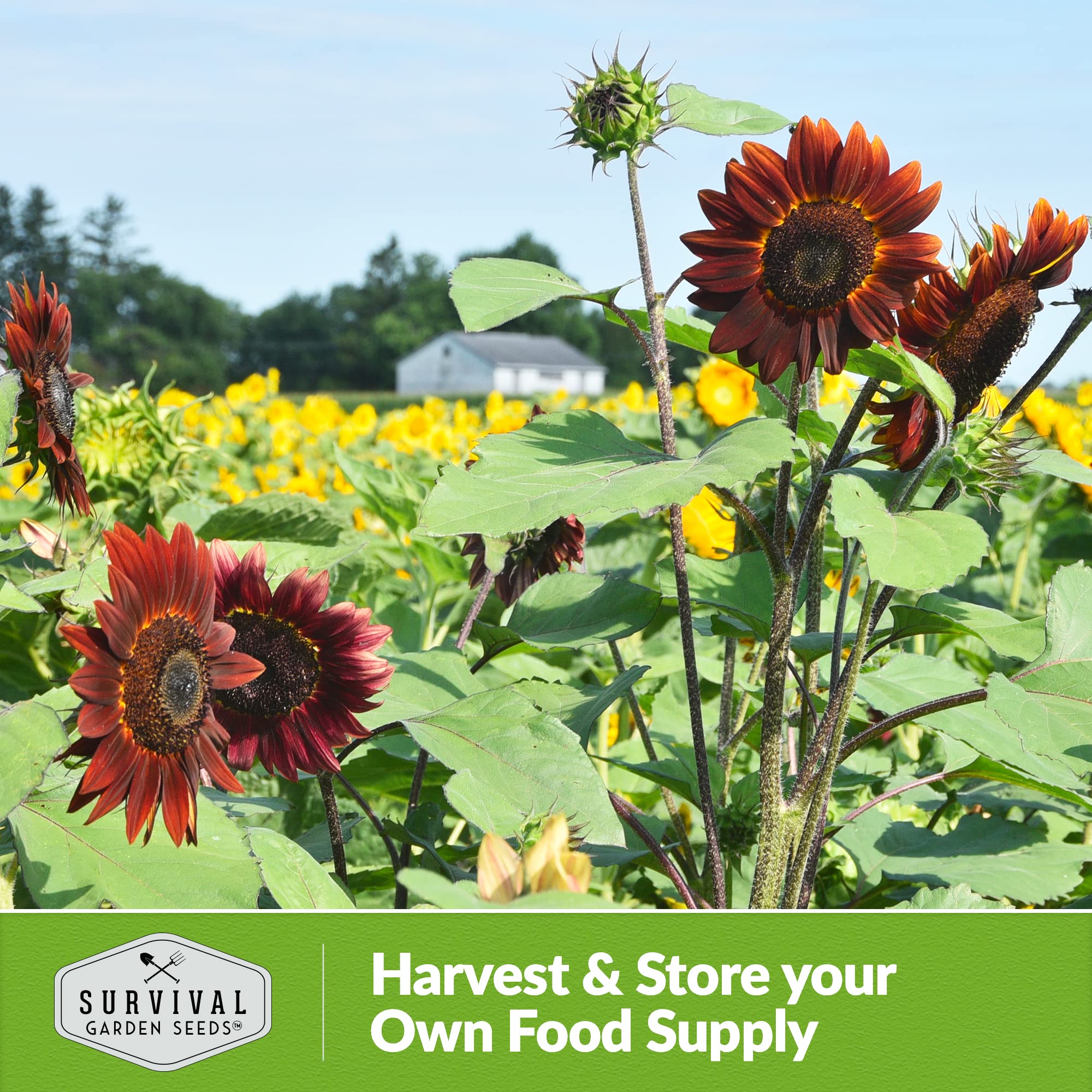 SURVIVAL GARDEN SEEDS planting borders with burgundy blooms for last-summer color.