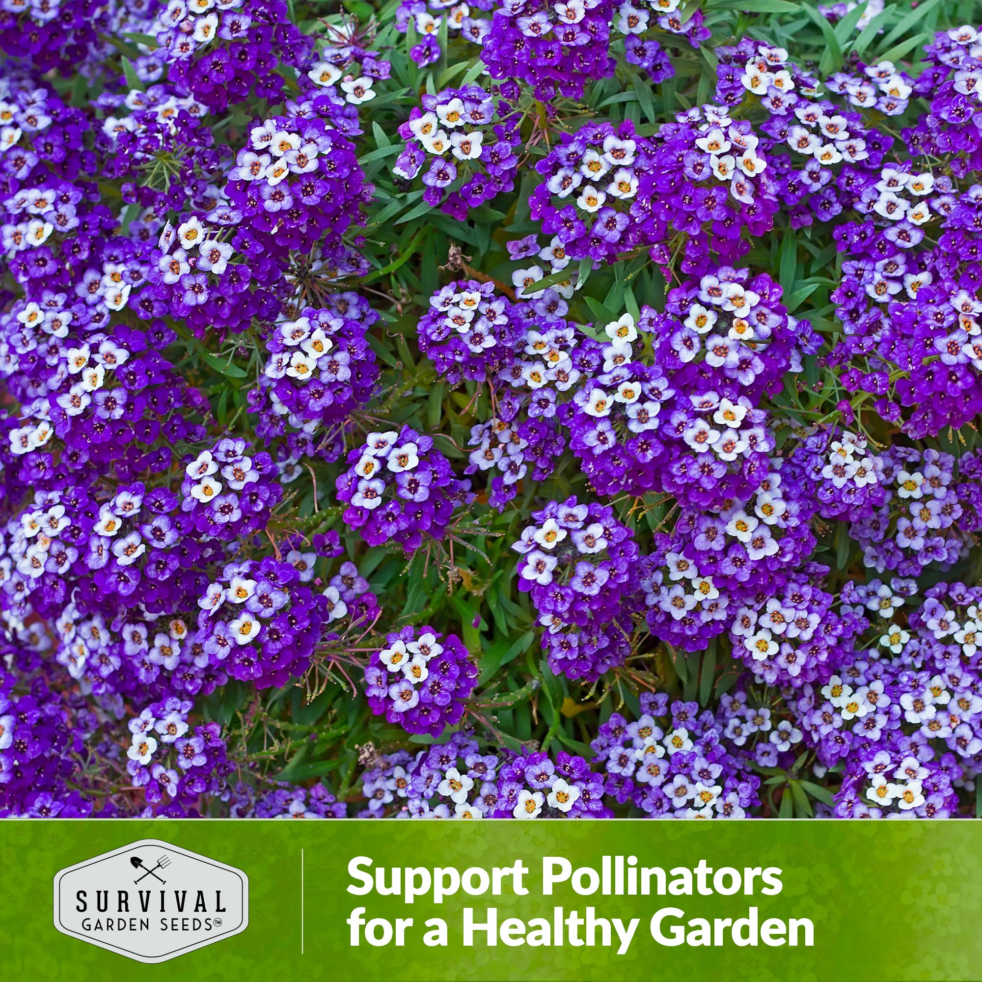 Survival Garden Seeds self-seeding alyssum to extend color naturally.