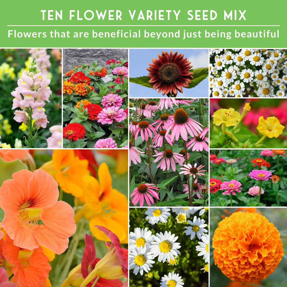 Survival Garden Seeds Snapdragon seeds add spikes of color and long season interest