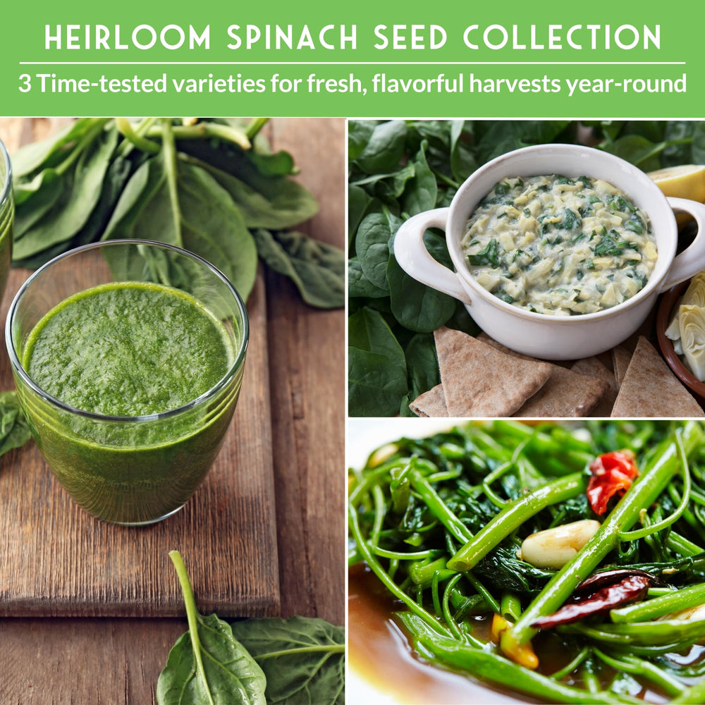 SURVIVAL GARDEN SEEDS container gardening setup demonstrates indoor spinach cultivation.