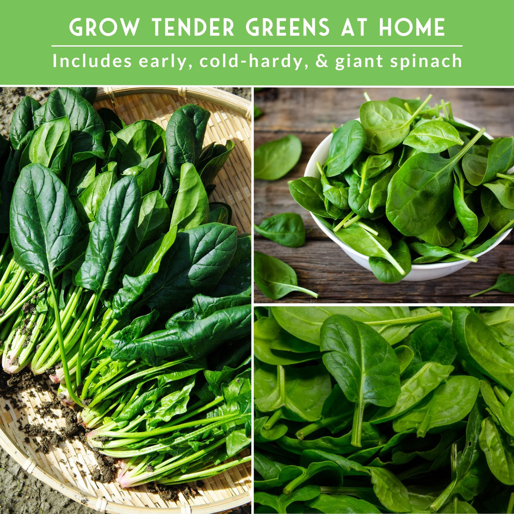 SURVIVAL GARDEN SEEDS raised bed harvest with crisp outdoor spinach leaves.