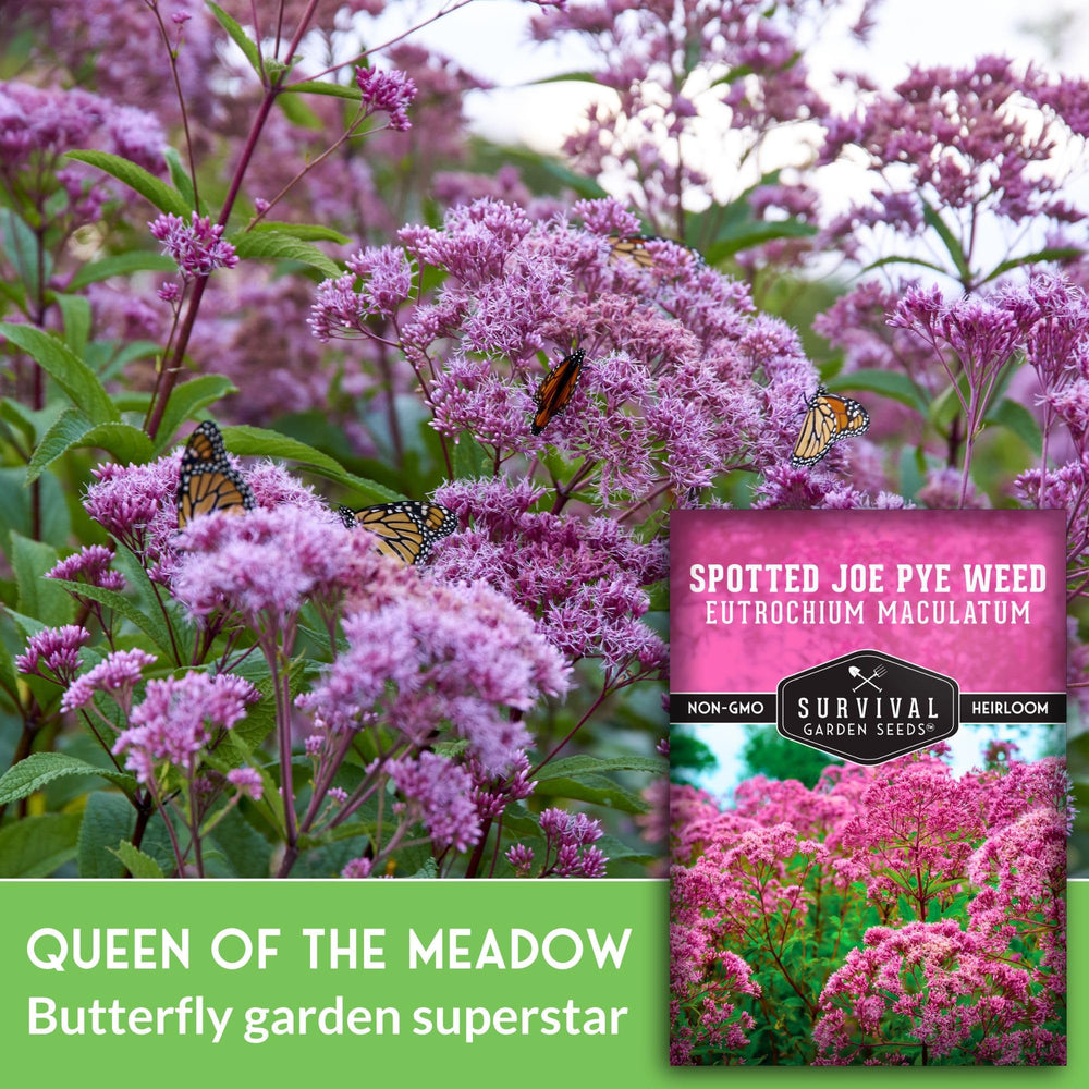 SURVIVAL GARDEN SEEDS Spotted Joe Pye Weed leaves show sturdy texture for beds