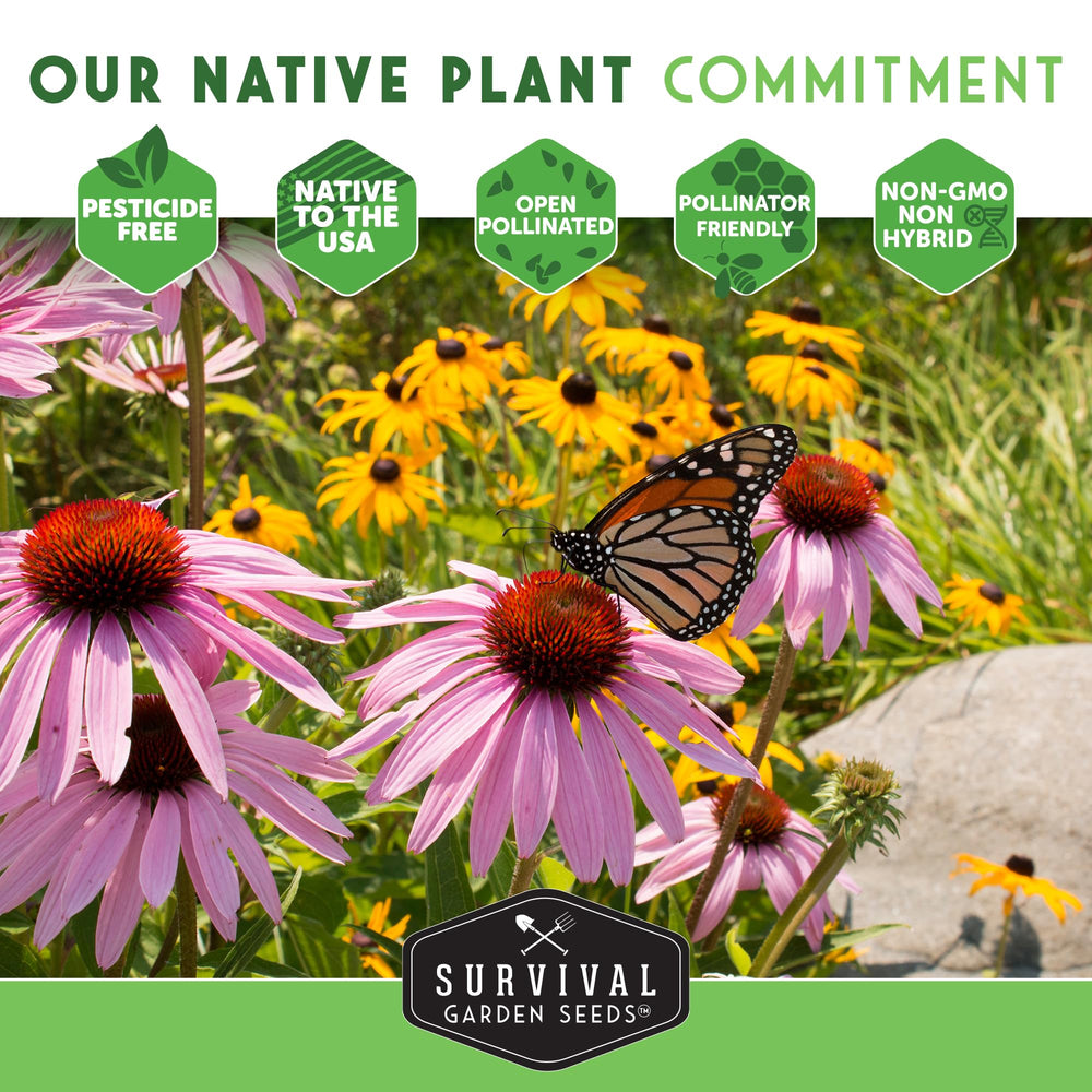 SURVIVAL GARDEN SEEDS Spotted Joe Pye Weed seed-saving tips included for future plantings