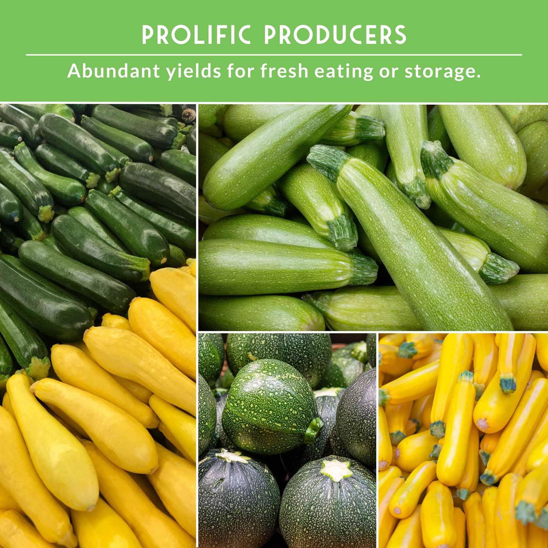 SURVIVAL GARDEN SEEDS Straight Neck Yellow Zucchini seeds for crisp harvests