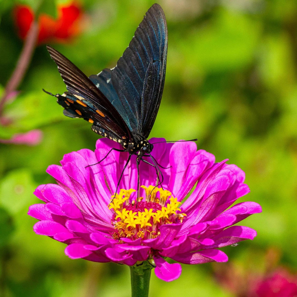 Close-up of California Giants zinnia blooms in vivid colors for bouquets.