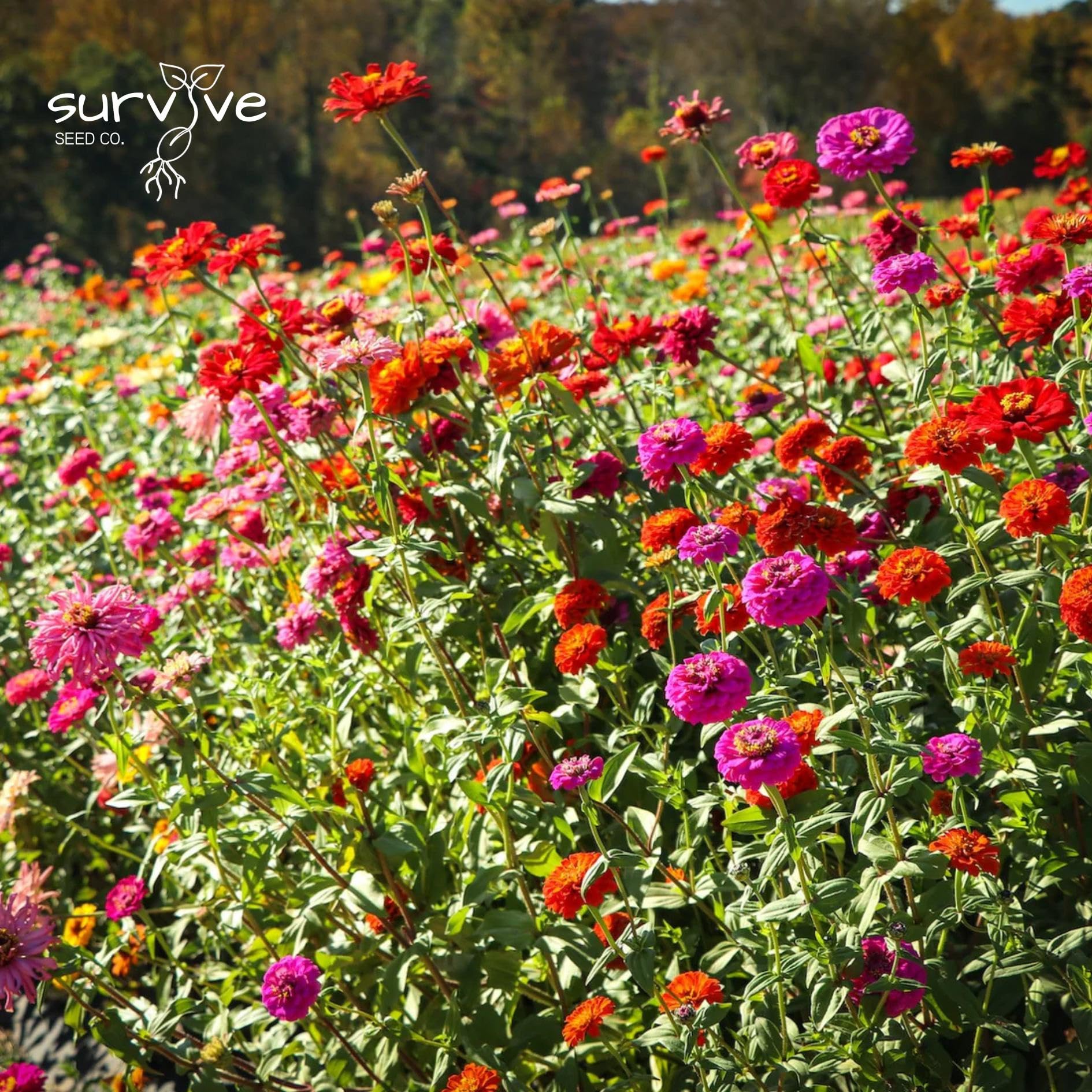 Zinnias ideal for fresh-cut stems with long vase life from Survive Seed Co.