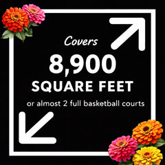 Germinating Survive Seed Co. zinnia seeds show quick growth in 7–10 days.