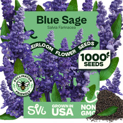 SVI Blue Sage Seeds for outdoor planting featuring blue spikes to brighten borders and attract pollinators.