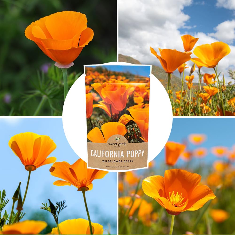 Sweet Yards gift-ready packaging makes a thoughtful seed gift.