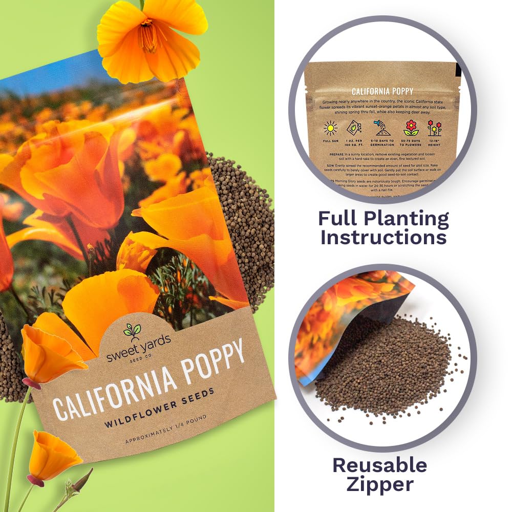 Sweet Yards California Orange Poppy Seeds in bloom brighten a sunny yard.