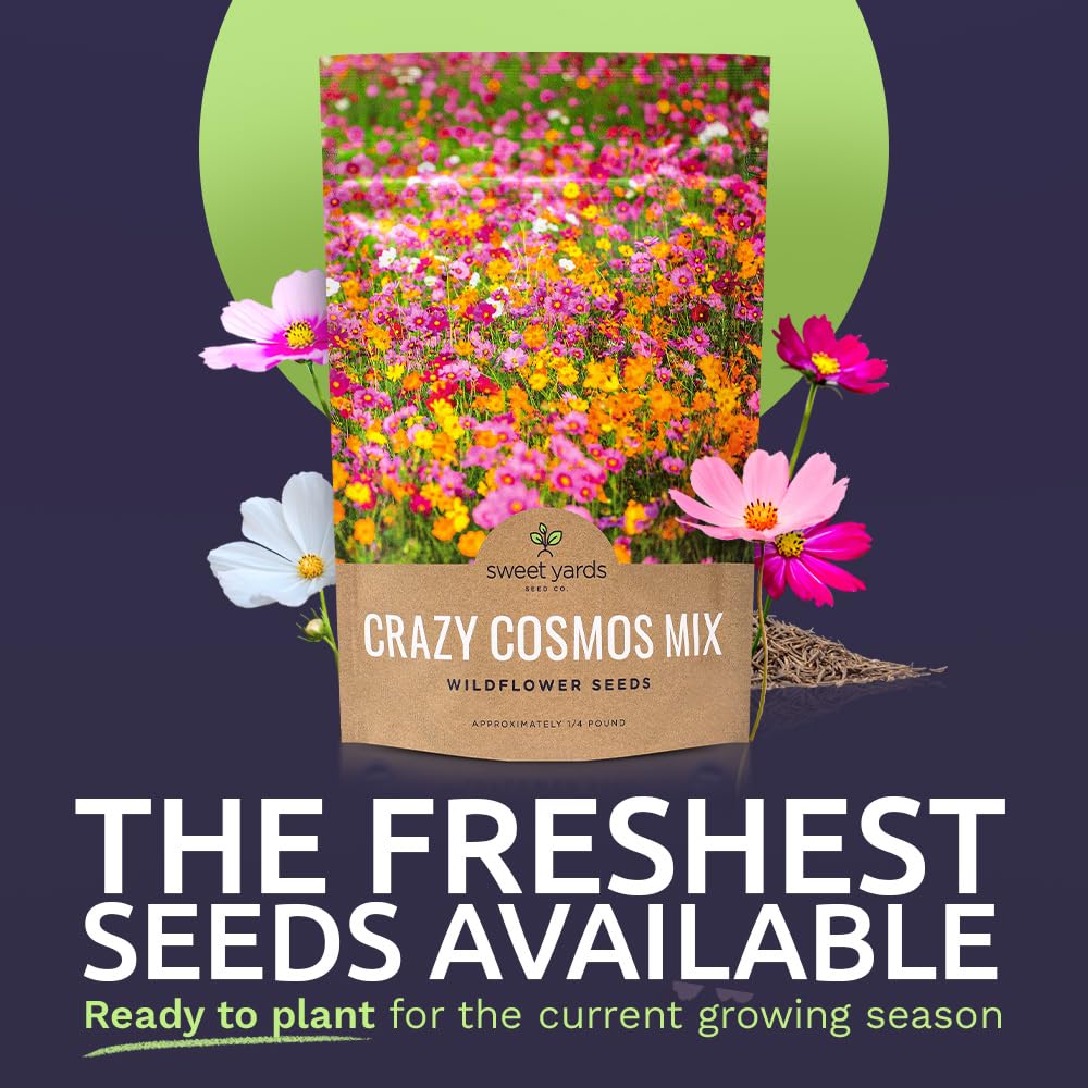Sweet Yards Cosmos Seeds image highlights fresh seeds with high germination potential