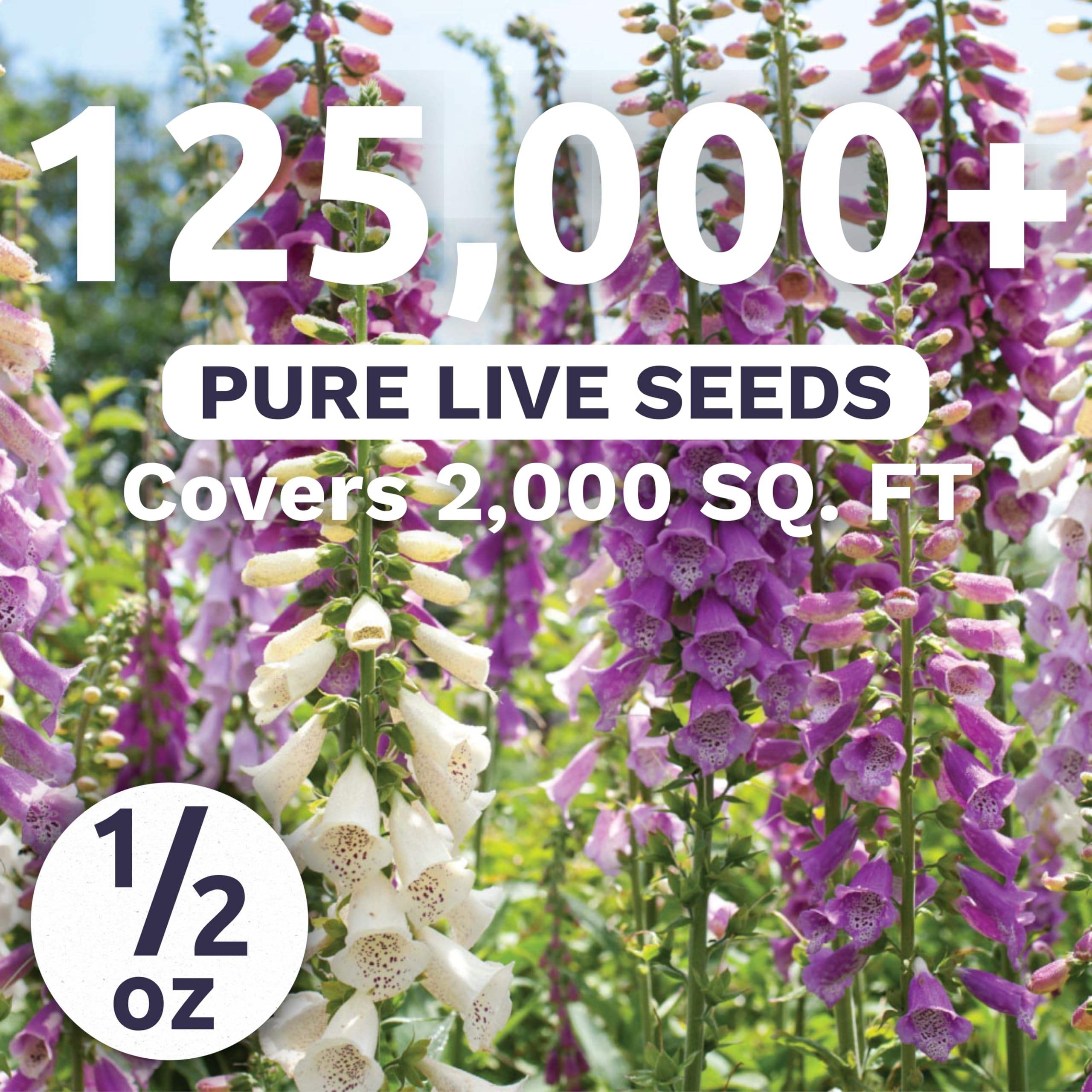Sweet Yards foxglove mixed colors blooms close-up for vibrant vertical garden focal points