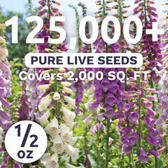 Sweet Yards foxglove mixed colors blooms close-up for vibrant vertical garden focal points