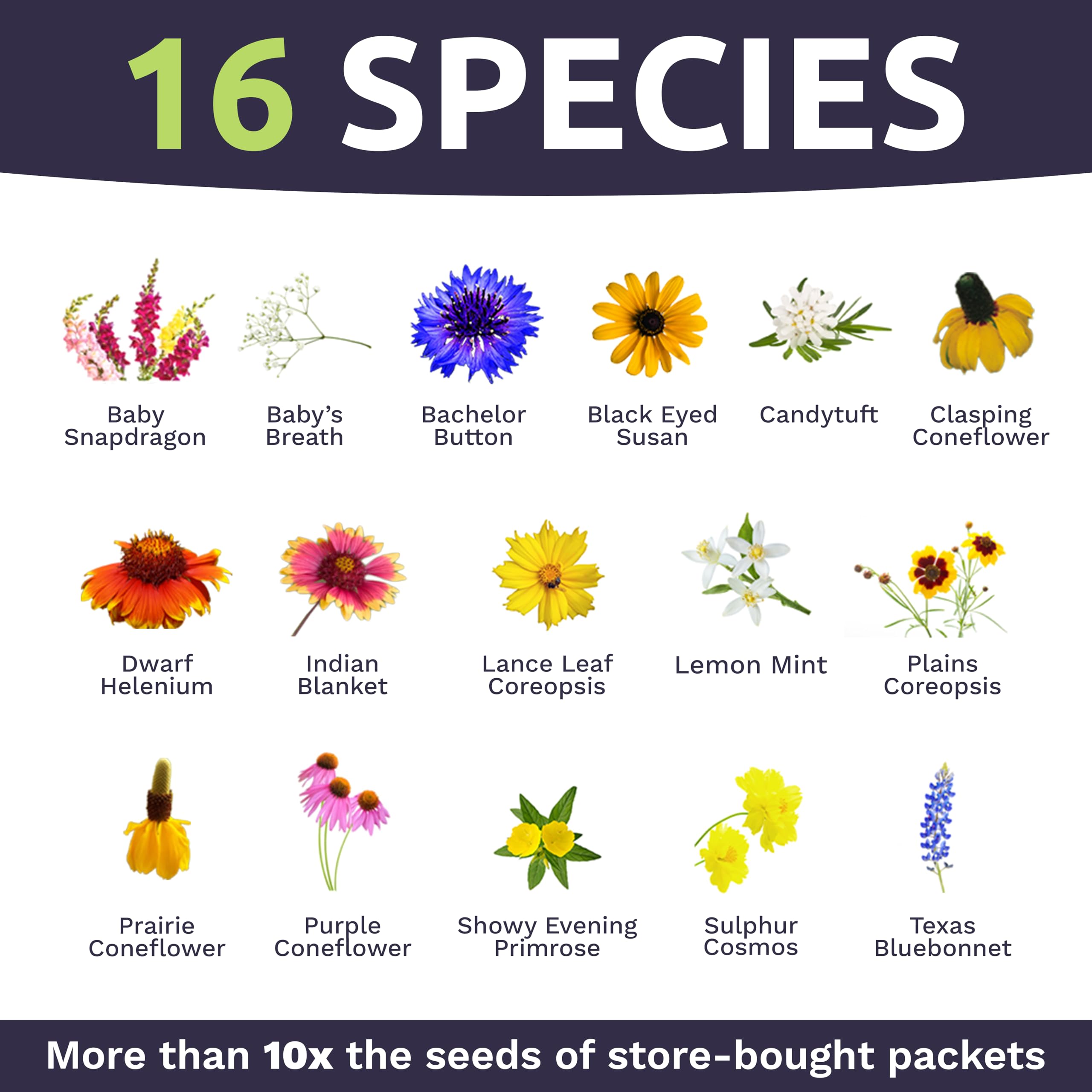 Sweet Yards heirloom wildflowers with large fragrant blooms for vibrant garden color