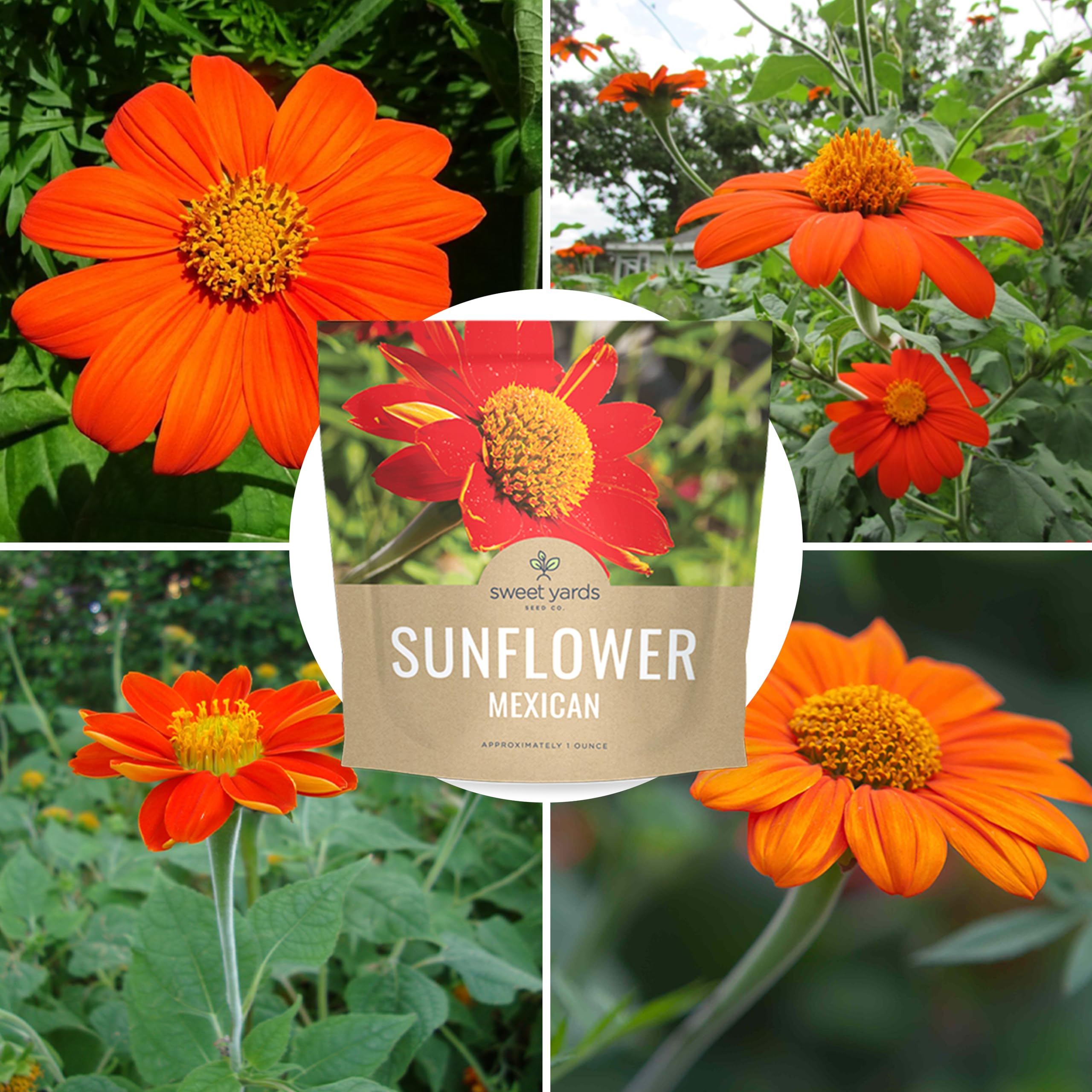 SWEET YARDS Mexican Sunflower border adds dramatic color.