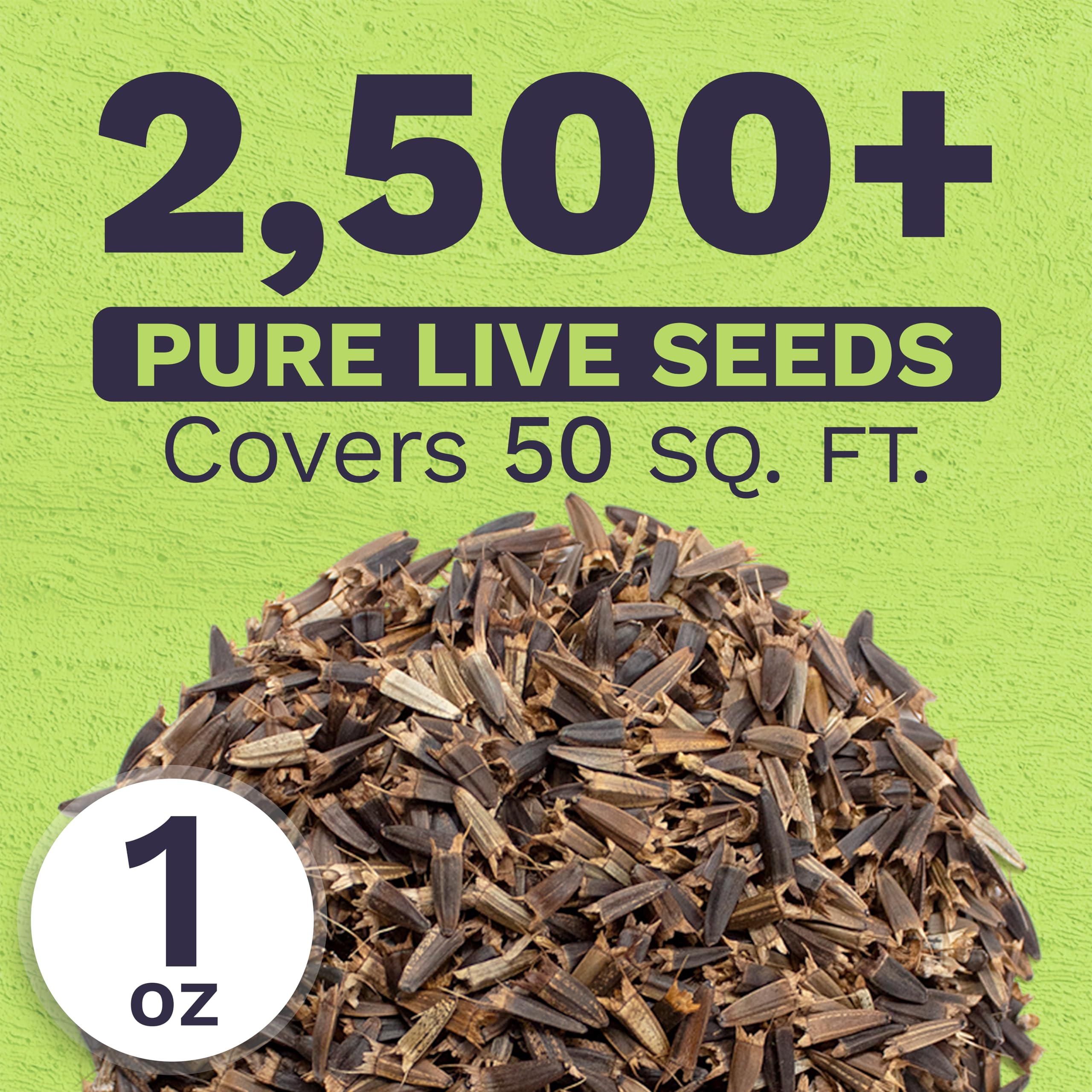 SWEET YARDS seeds close-up showing freshness and high germination potential.