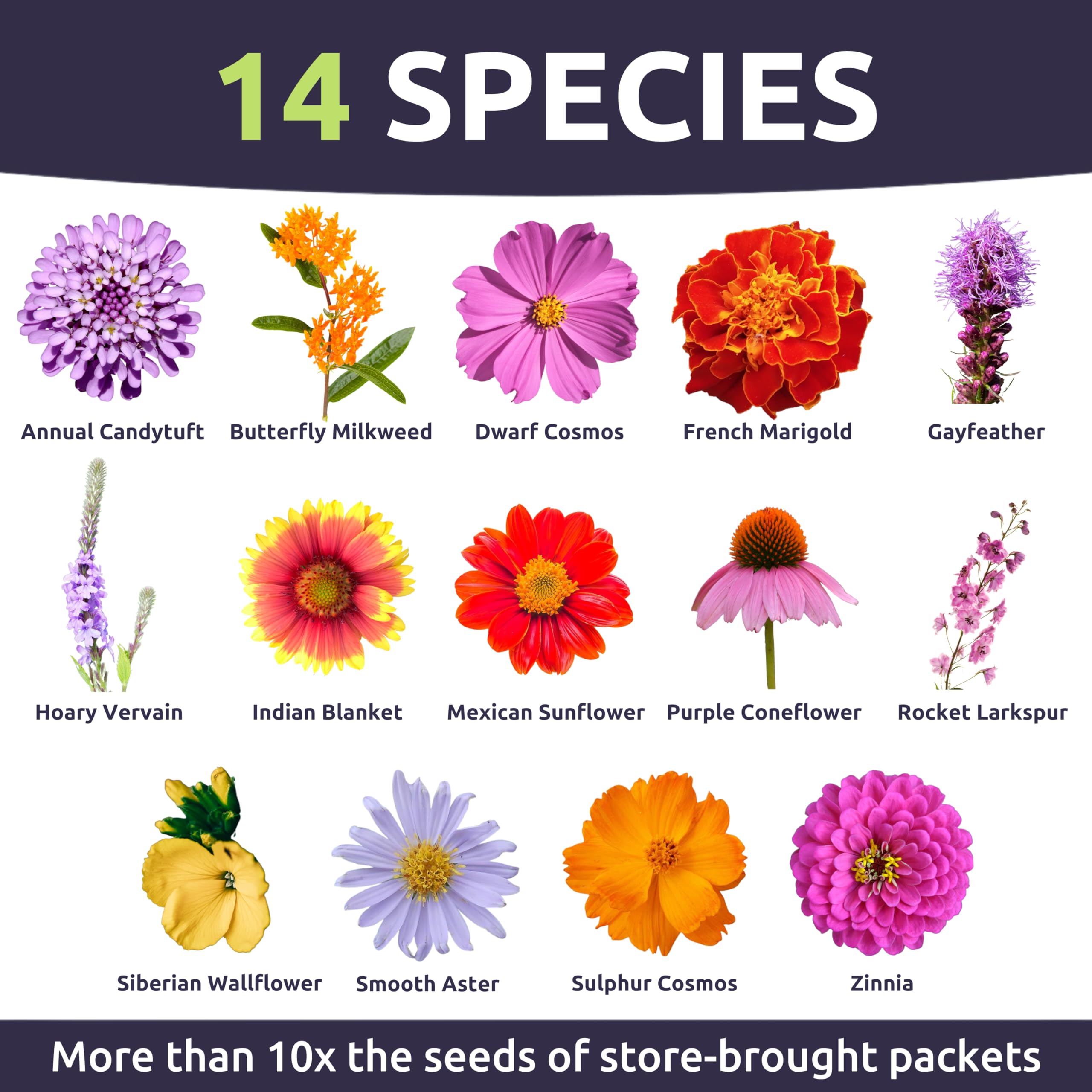 Sweet Yards milkweed varieties supporting monarch habitat and native gardens.
