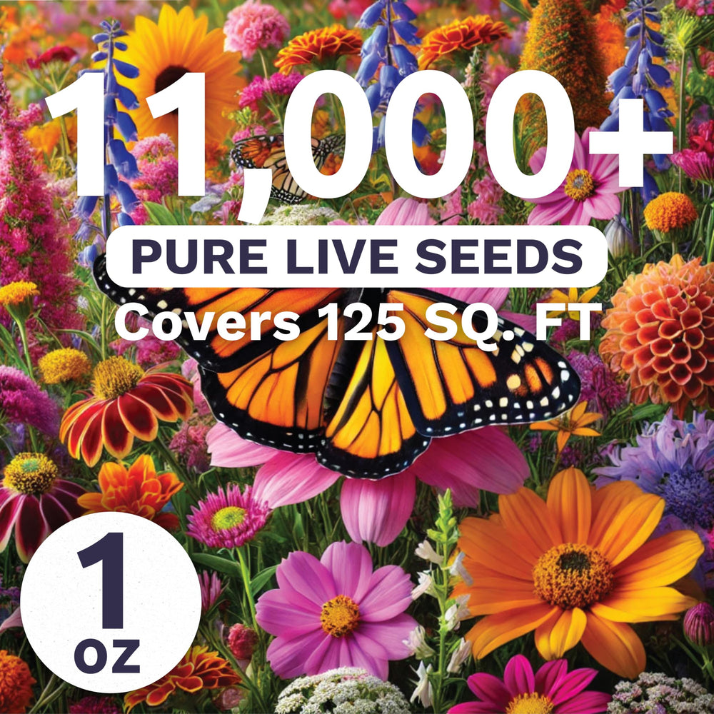 Sweet Yards seeds array with over 11,000 live seeds ready for germination.