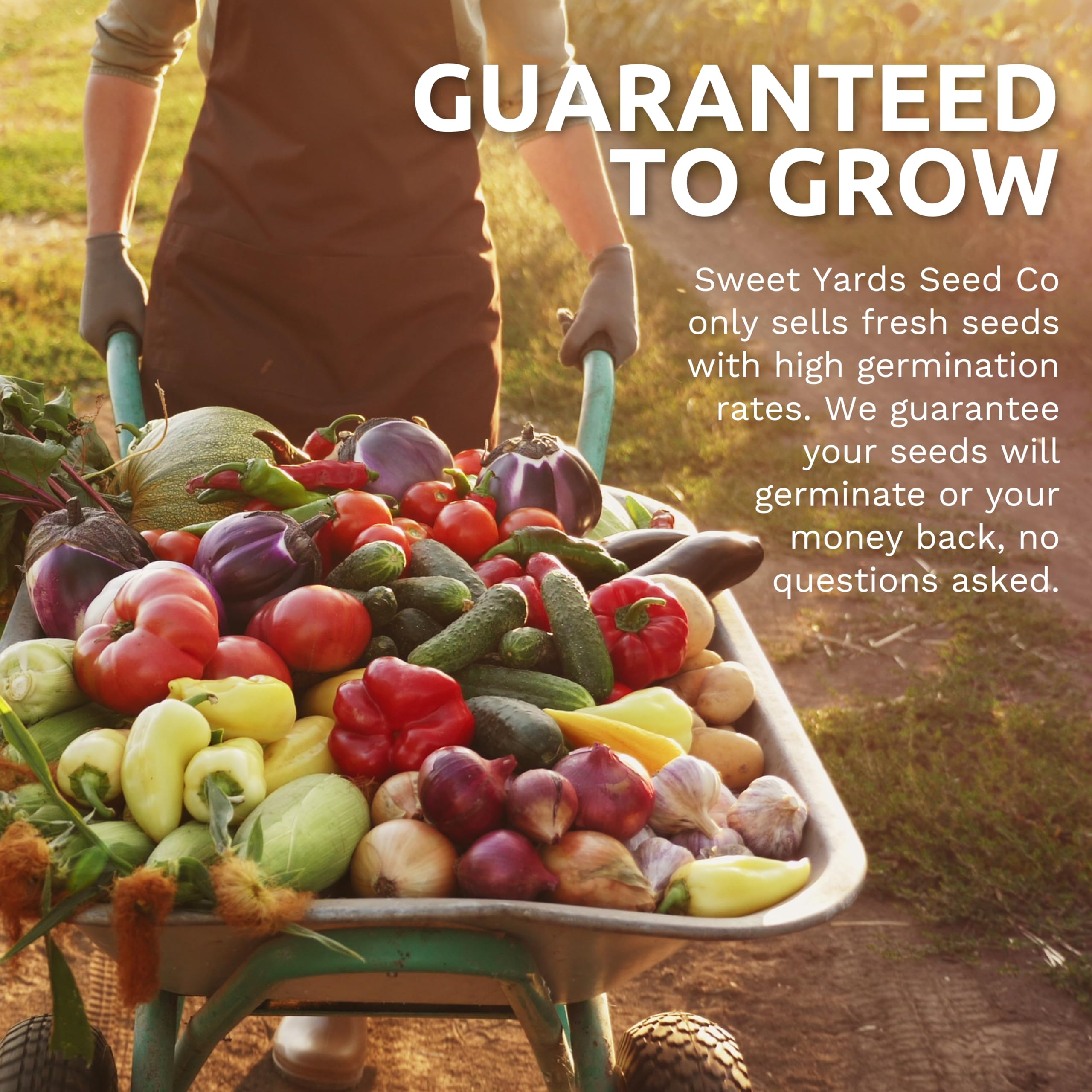 Sweet Yards garden-ready peppers sprout with sun and care