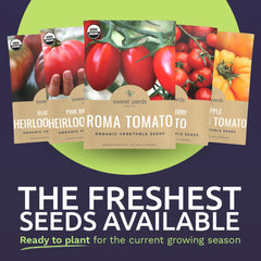 Sweet Yards Pink Brandywine tomato seeds for heirloom flavor harvest.