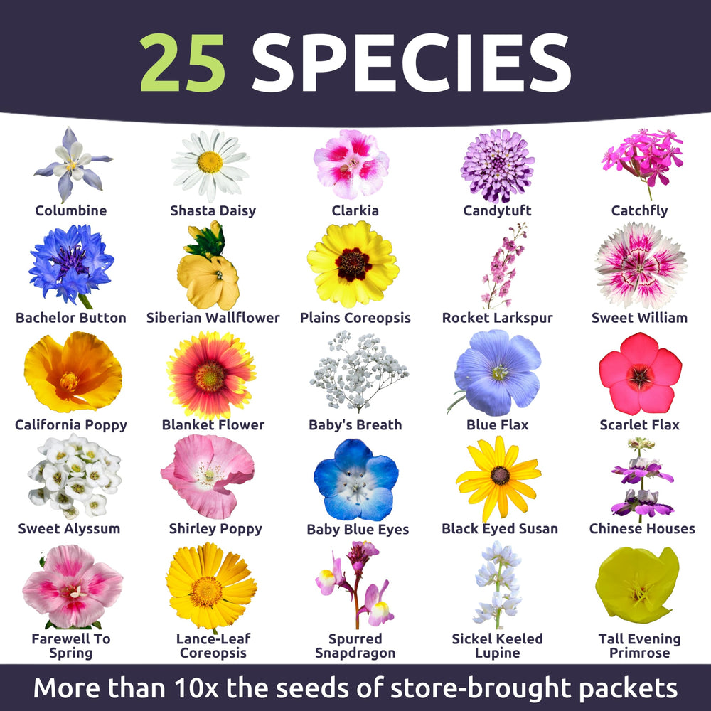 Sweet Yards seeds closeup 24k live seeds, high germination potential for lush beds.