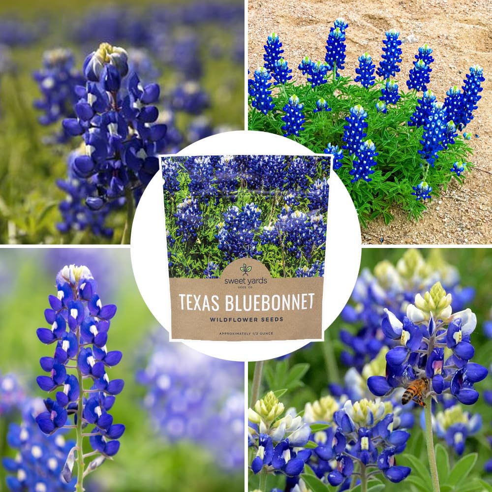 Sweet Yards Texas Bluebonnet blooms attracting beneficial insects