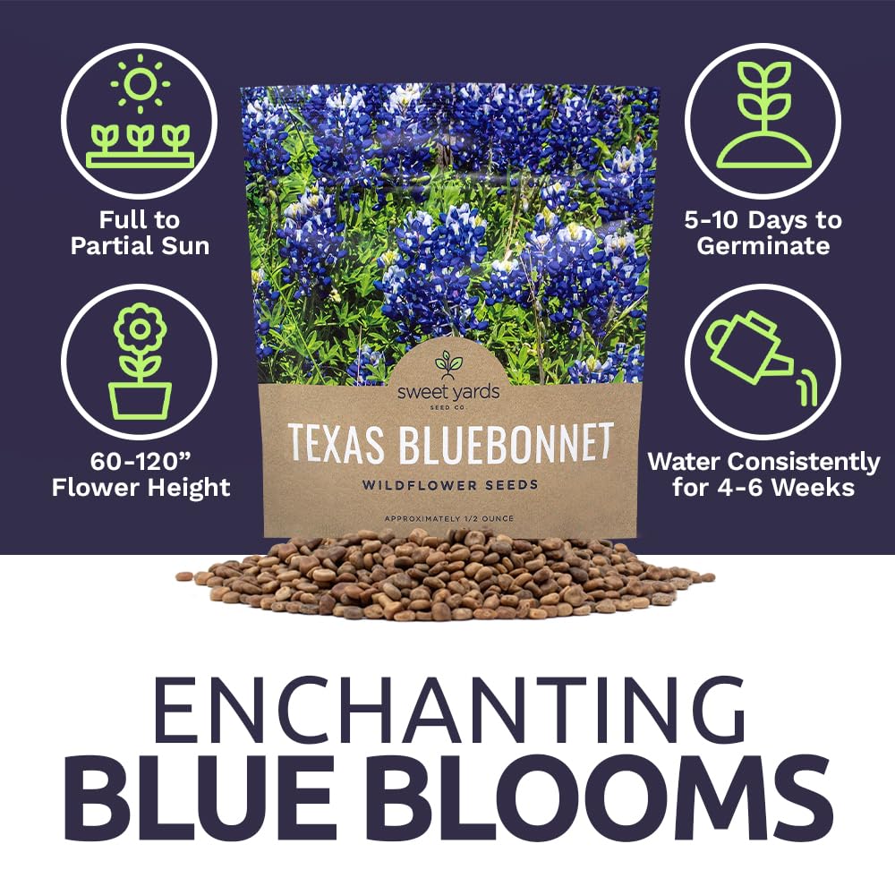 Sweet Yards Texas Bluebonnet seeds producing deep blue blooms