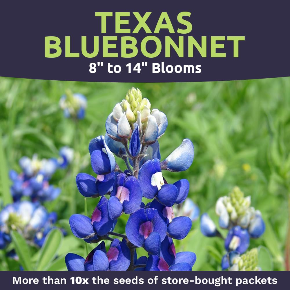 Sweet Yards Texas Bluebonnet seeds garden idea with vibrant color