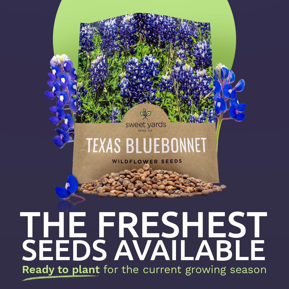 Sweet Yards Texas Bluebonnet seeds closeup with rich deep blue petals