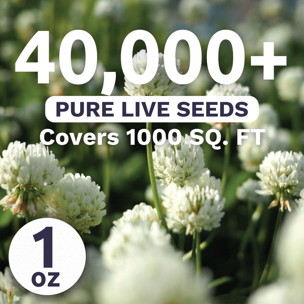 SWEET YARDS White Dutch Clover seeds closeup, high germination potential for vibrant ground cover.