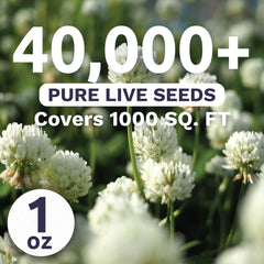 SWEET YARDS White Dutch Clover seeds closeup, high germination potential for vibrant ground cover.