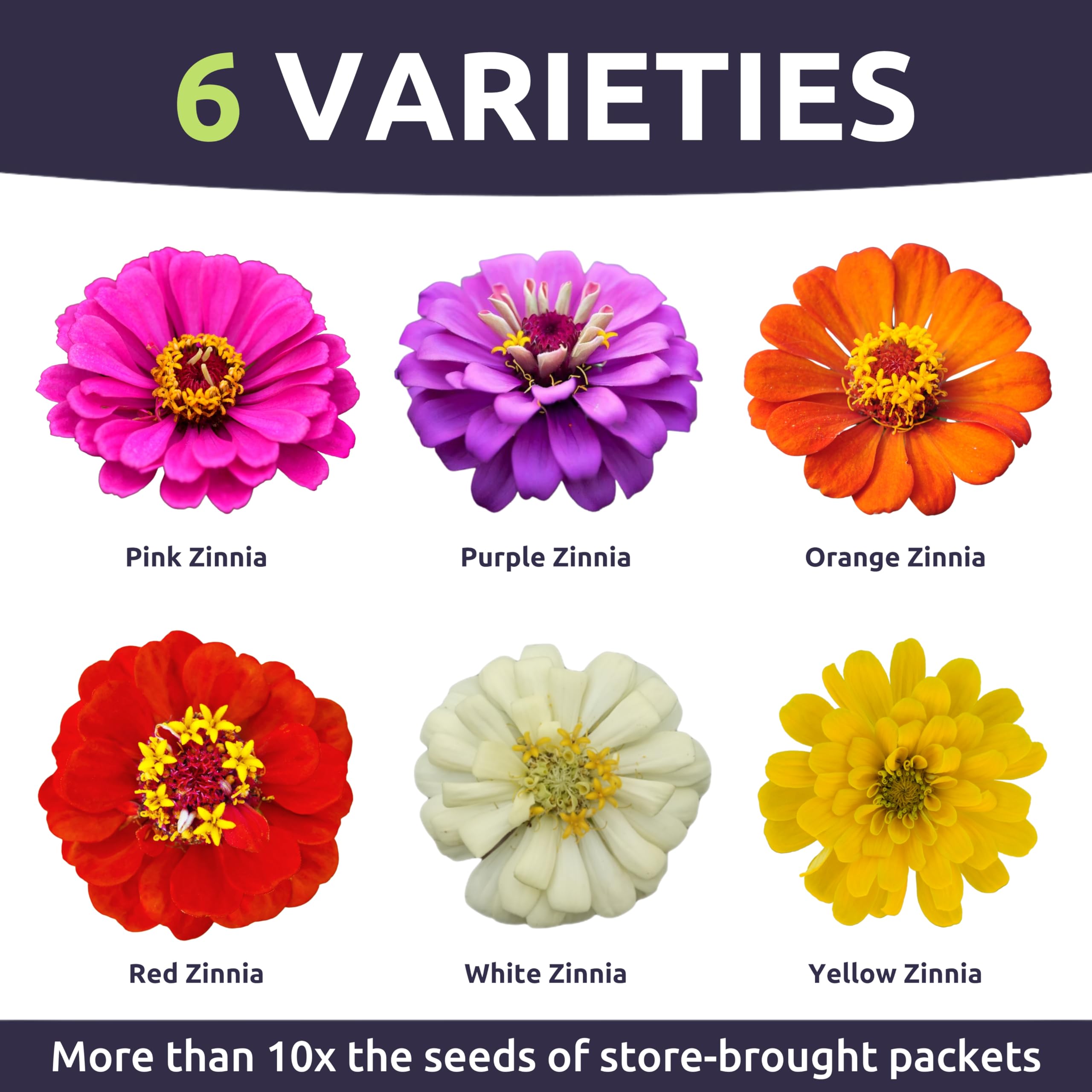 Sweet Yards Zinnia Thumbelina Mix garden beds shows color bursts in borders and containers.
