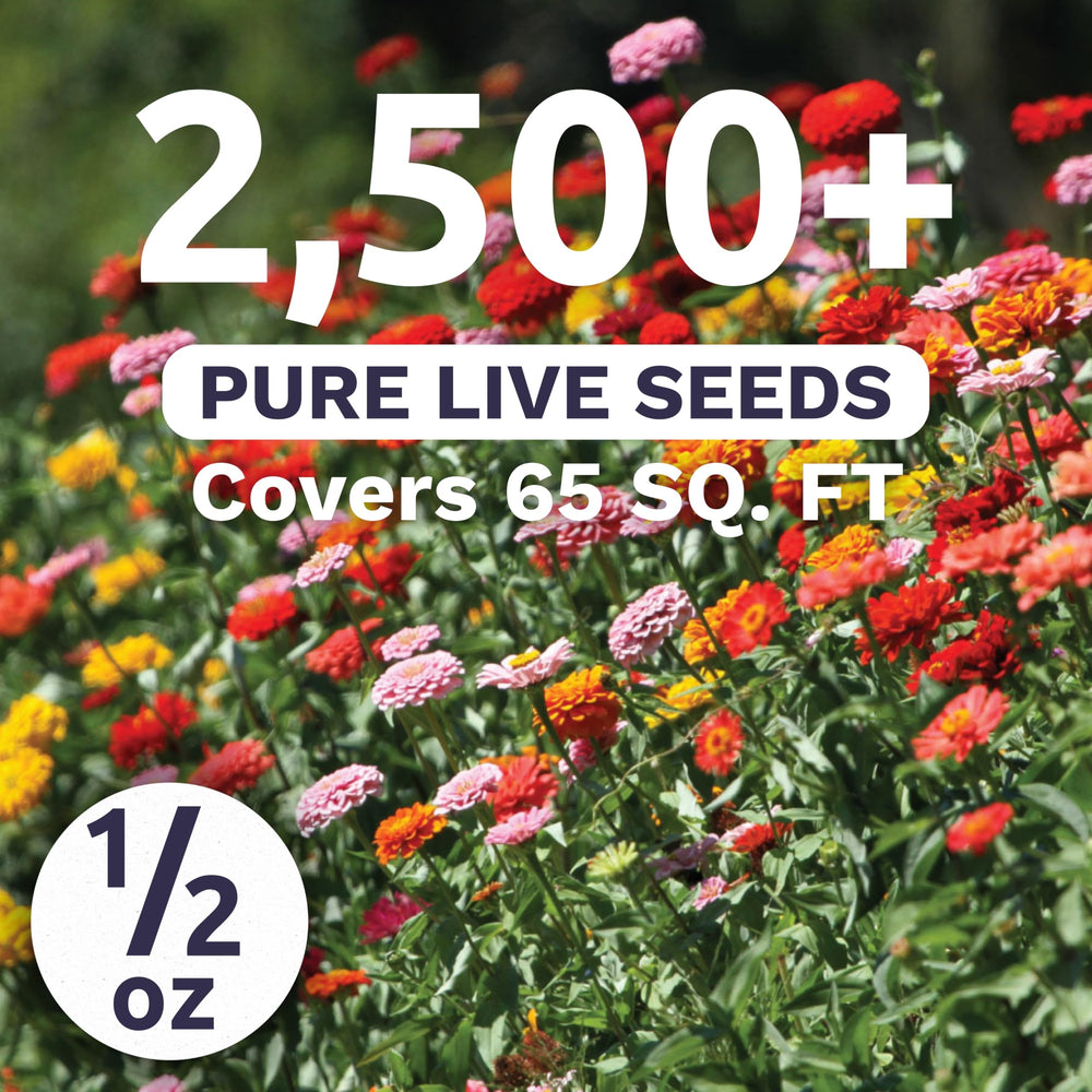 Sweet Yards Zinnia Thumbelina Mix seed closeup highlights tiny viable seeds for easy sowing.