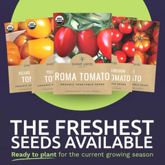 Sweet Yards Kellog Beefsteak seed packet for large slicing tomatoes.