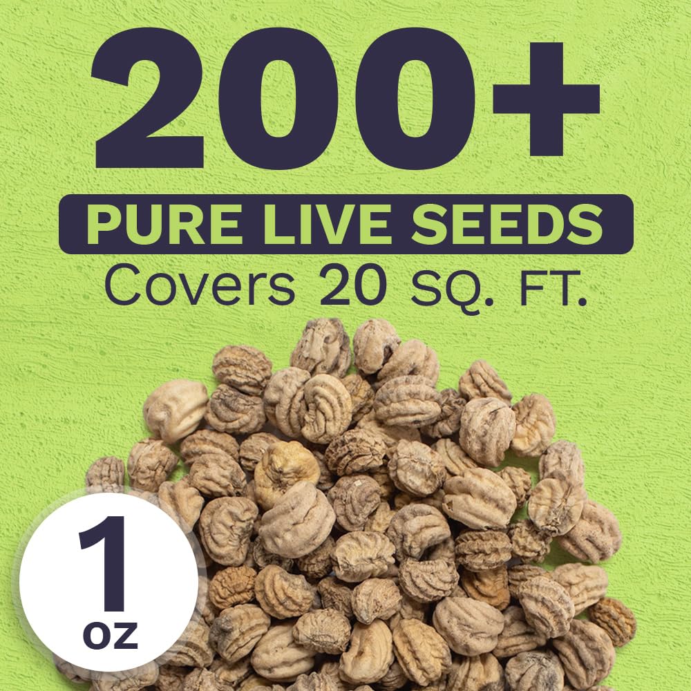 SWEET YARDS Nasturtium seeds germination closeup demonstrates freshness for planting success
