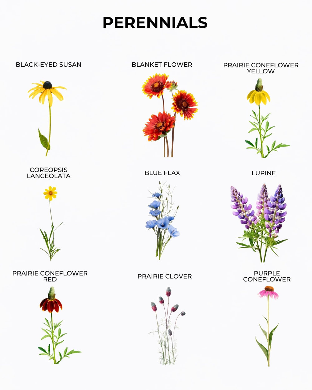 Tactiko Survival seed mix coverage illustration for 300–600 sq ft