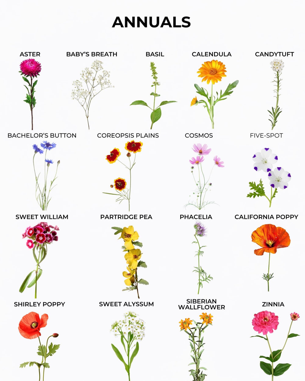 Tactiko Survival flowers in bloom creating color for bees and butterflies