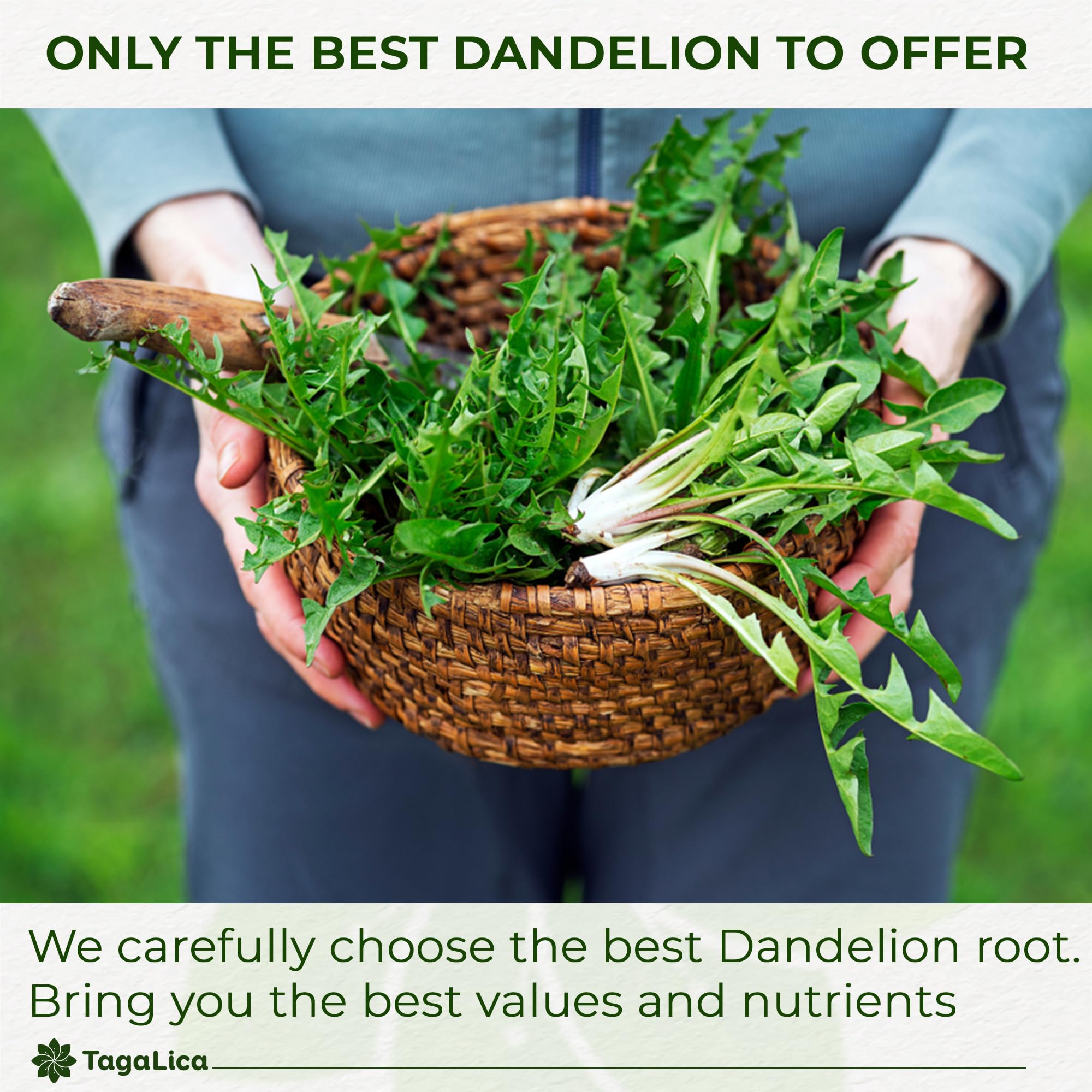 Tagalica dandelion root tea citrus note with lemon slice presentation hints at refreshing iced tea option