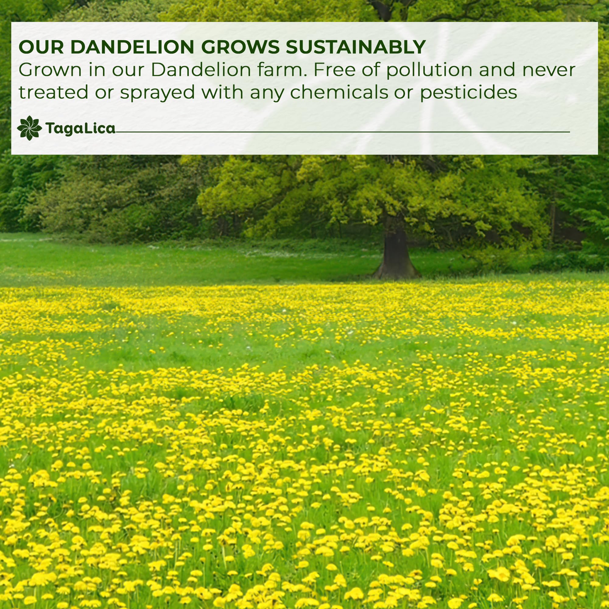Tagalica dandelion root tea steeping shows simple at-home ritual for daily wellness