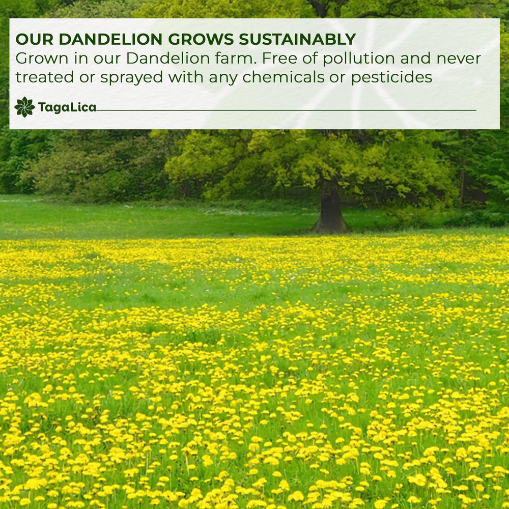 Tagalica dandelion root tea steeping shows simple at-home ritual for daily wellness