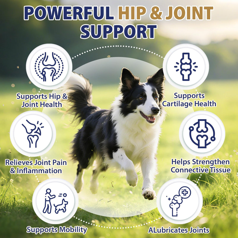 Tciika organic hemp oil dog supplement soothes inflammation during walks