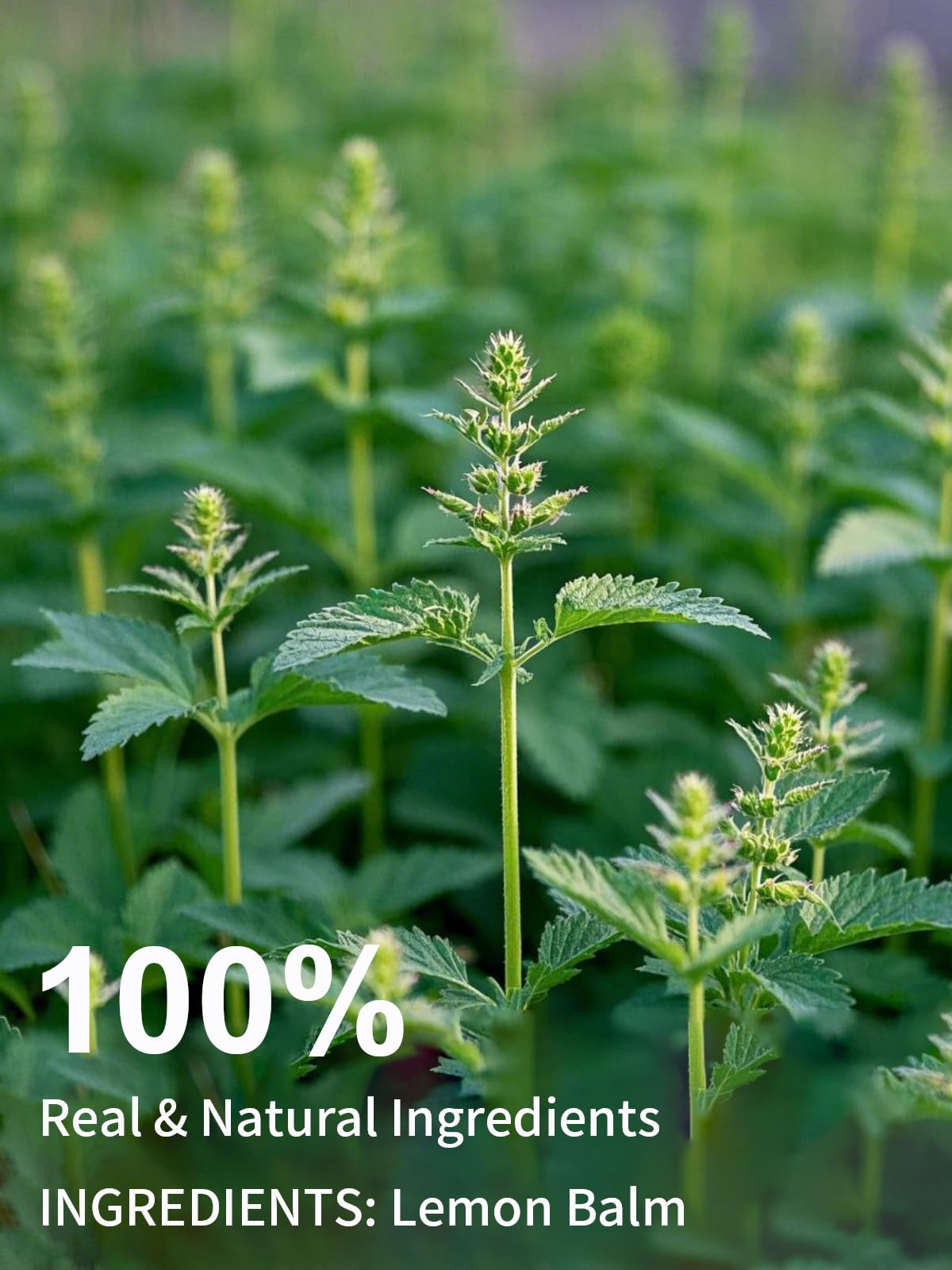 TeeLux Lemon Balm leaves close-up highlighting fresh, natural ingredients.