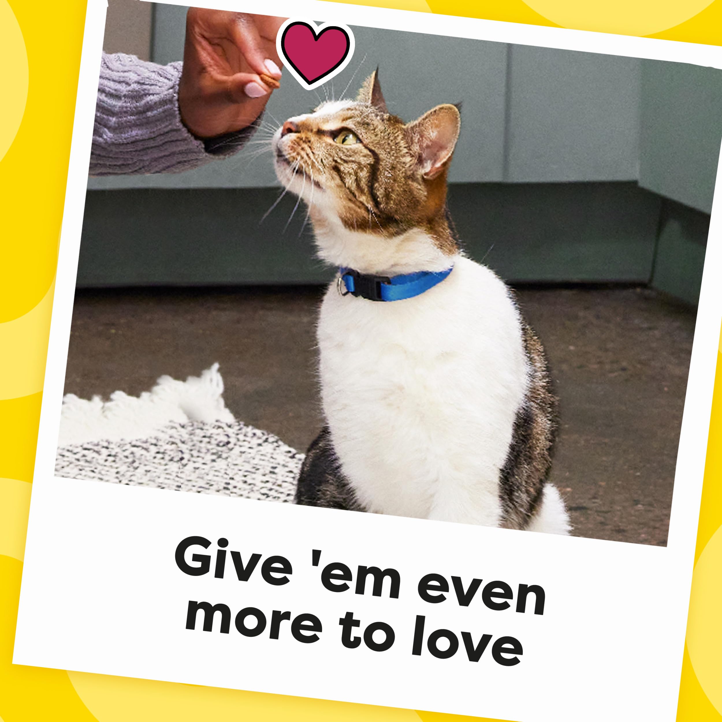 Indoor cats enjoy these tasty rewards after play
