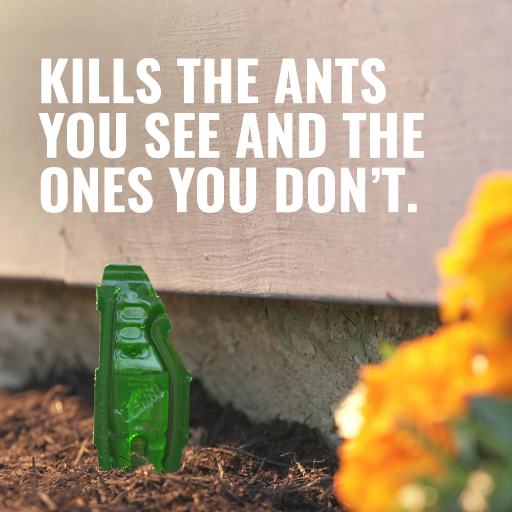 TERRO ant bait stake in-ground placement for early colony targeting