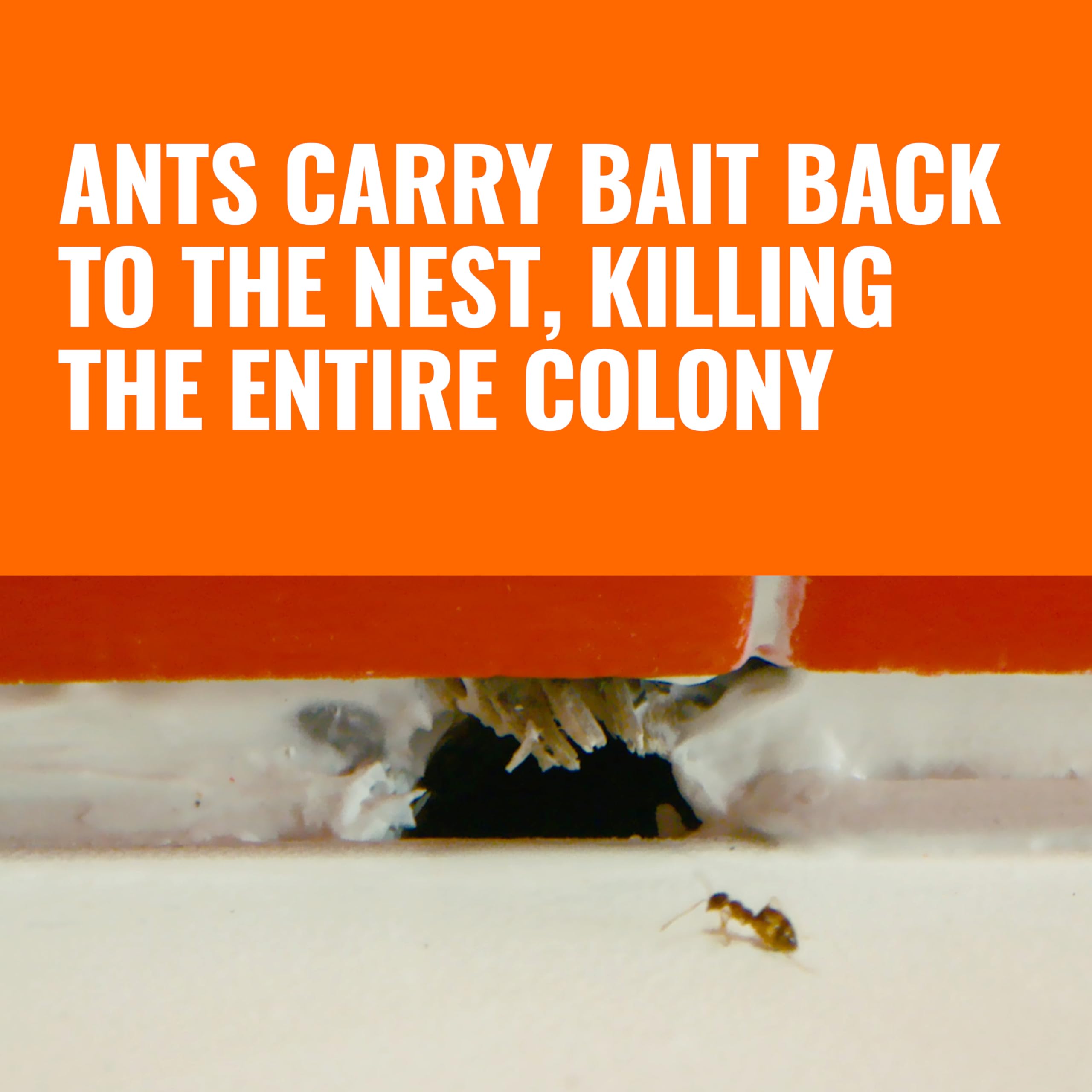 Terro bait station along baseboard handles discreet indoor ant control.