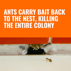 Terro bait station along baseboard handles discreet indoor ant control.