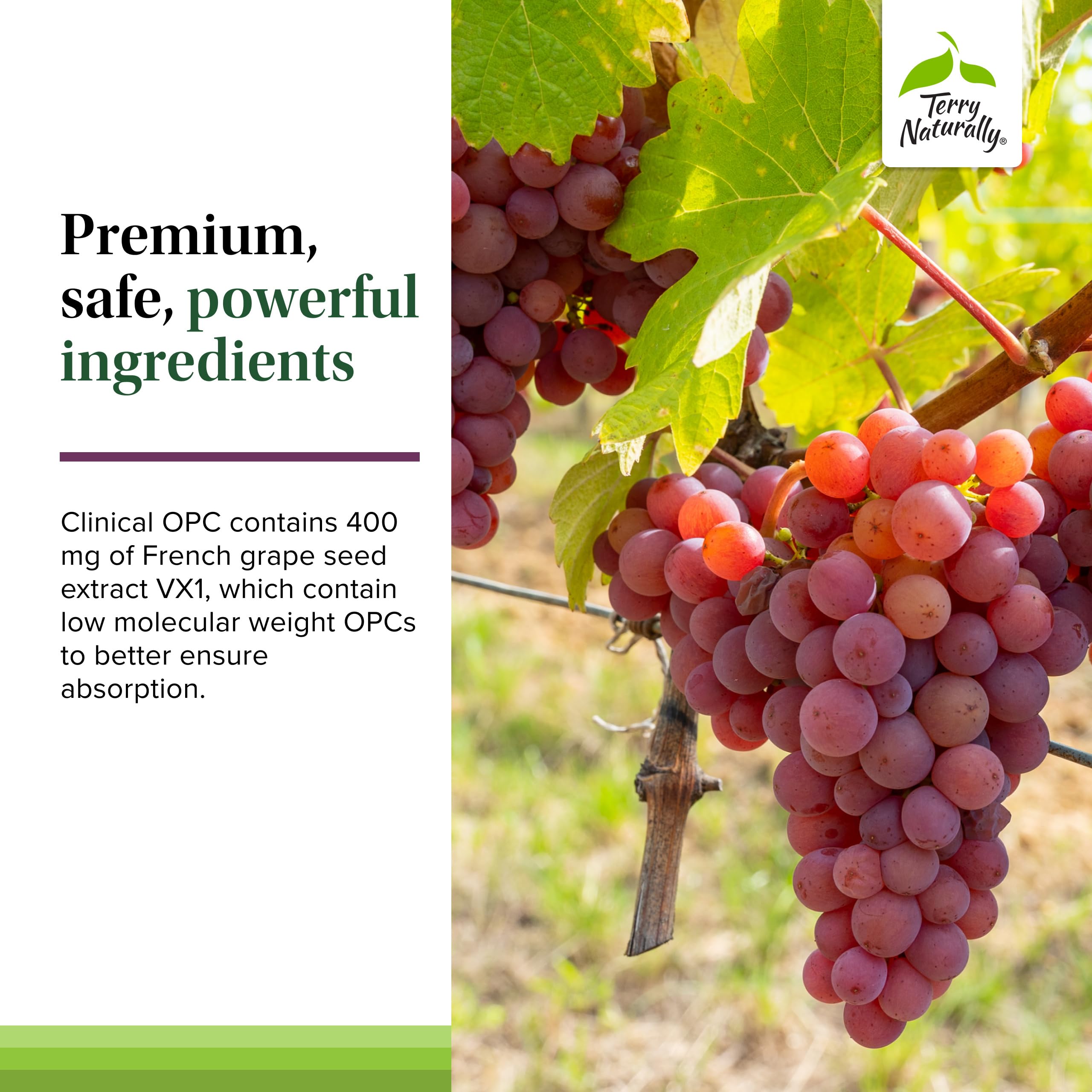 Terry Naturally Clinical OPC Extra Strength grape seed ingredient panel.