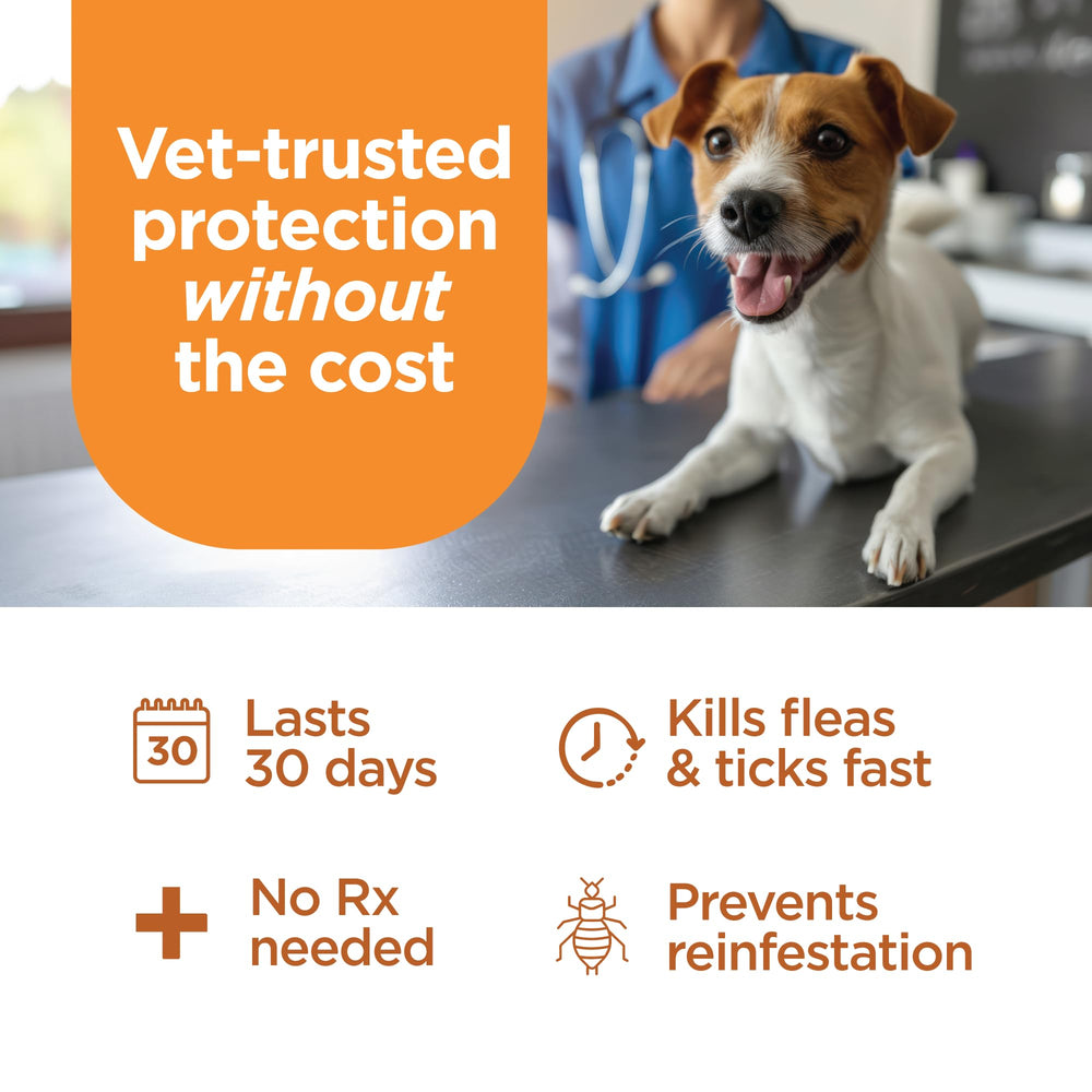 A small dog on an outdoor walk with TevraPet FirstAct Plus protection