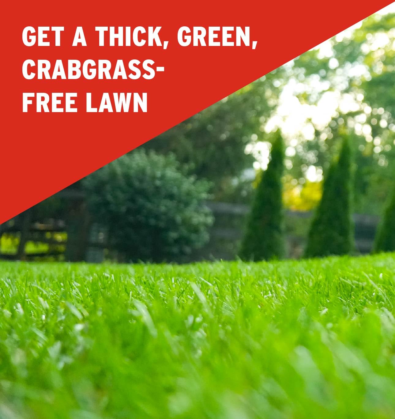 The Andersons lawn after treatment shows a denser, healthier turf with fewer weeds.